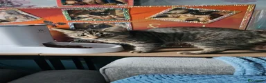 Mixed Breed 1