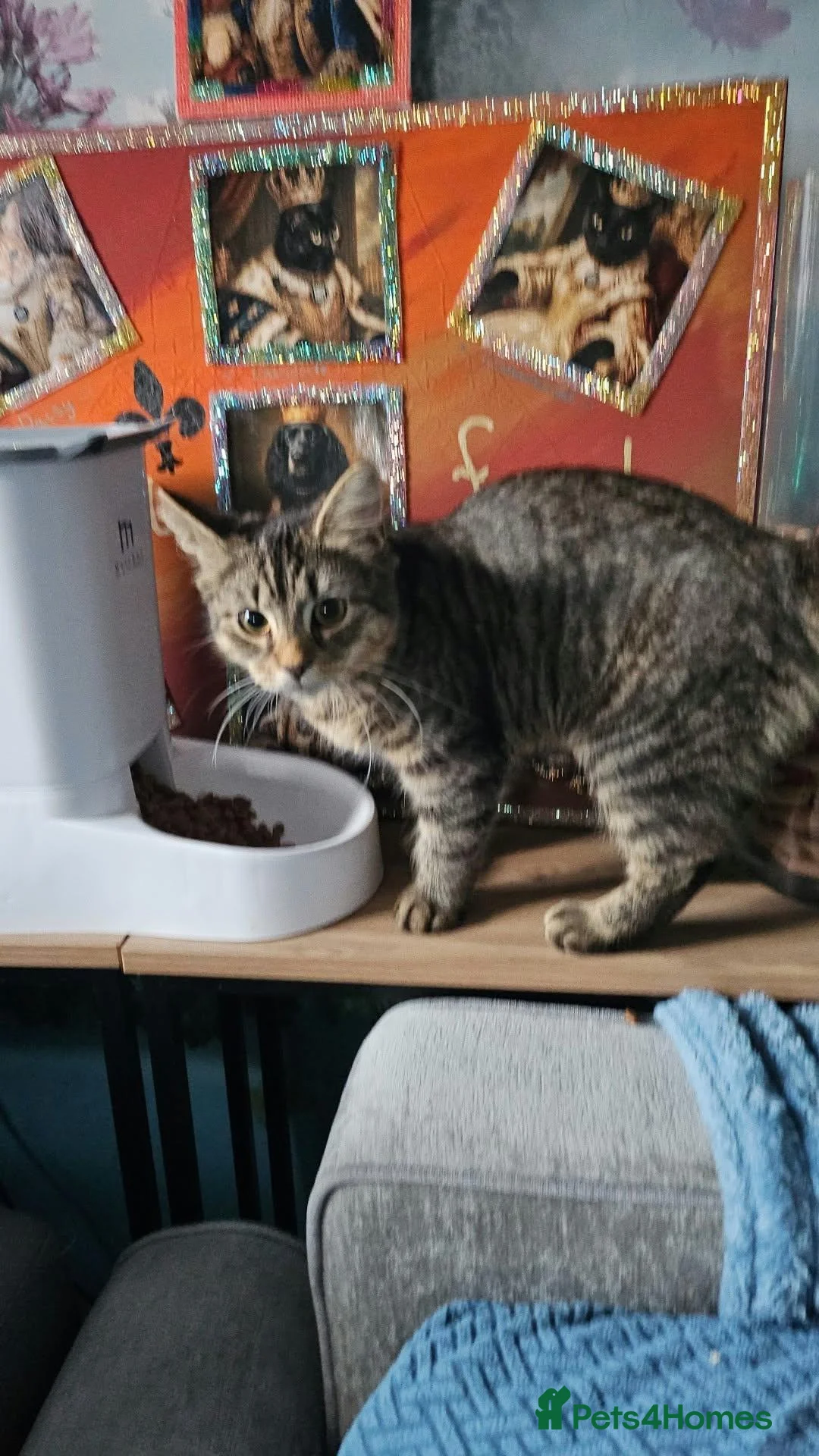 Mixed Breed cats for sale: Phoebe - Advert 1