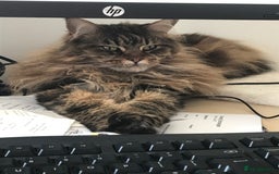 Maine Coon cats for sale: 11 year old Maine coon girl for rehome - Image 20