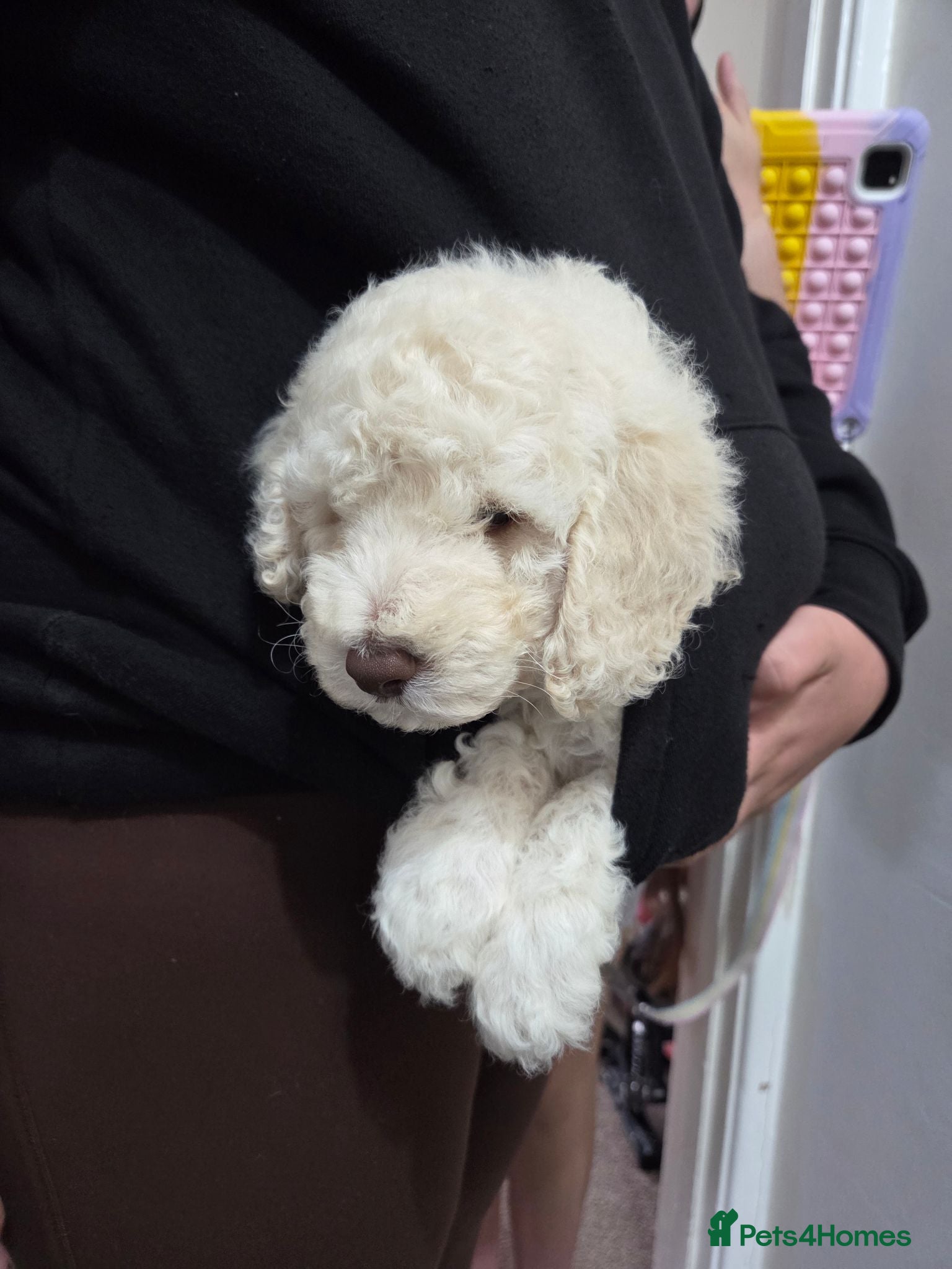 Cockapoo dogs for sale: Cockapoo puppies ready in one week - Advert 2