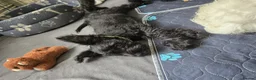 Miniature Schnauzer dogs for sale: Miniature schnauzer puppies  - Advert 9