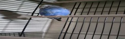 Budgerigars birds for sale: Blue budgie in Littlehampton - Advert 3