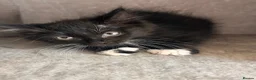 Mixed Breed cats for sale: Ready to leave Siamese x mainecoon x - Advert 17