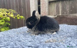 Netherland Dwarf rabbits for sale: Netherland Dwarf Babies & Adults available in Stoke-on-Trent - Image 9