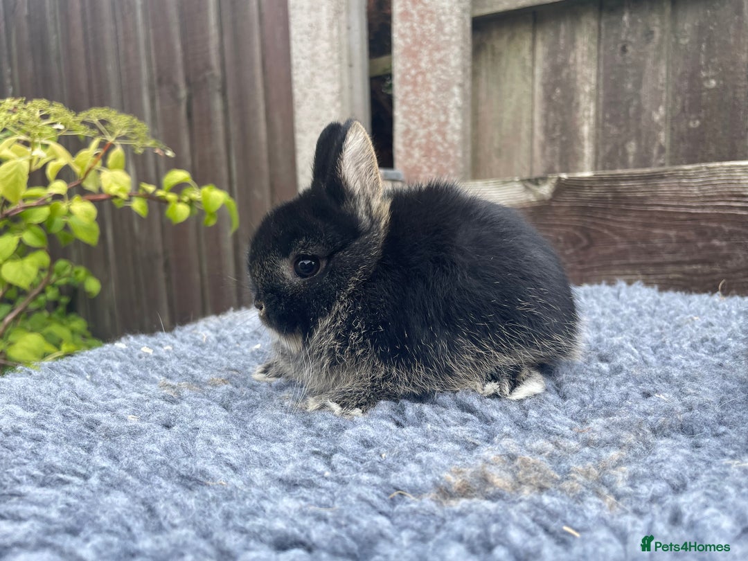 Netherland Dwarf rabbits for sale: Netherland Dwarf Babies & Adults available in Stoke-on-Trent - Image 9
