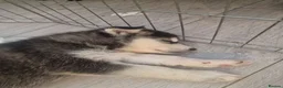 Mixed Breed dogs for sale: Malkita puppies akita x alaskan malamute  in London - Advert 11