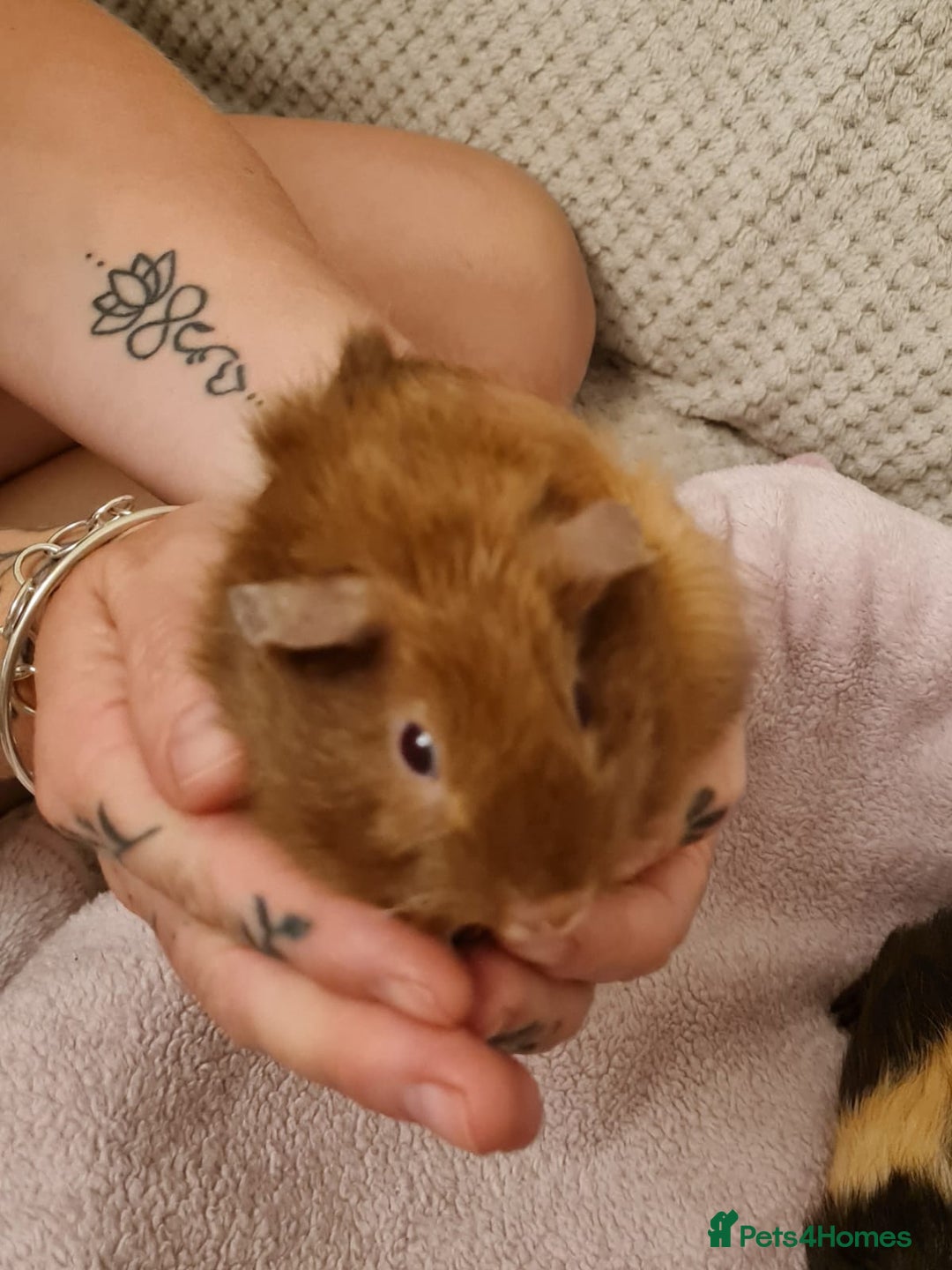 Guinea Pig rodents for sale: Beautiful Baby boy guinea pigs  - Image 4