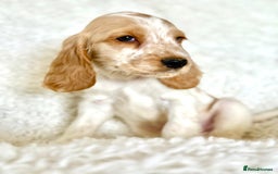 Cocker Spaniel dogs for sale: Golden Roan Full Health Tests Showline KC Reg Pups - Image 23