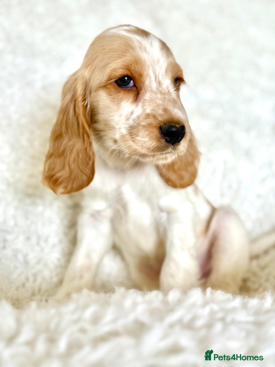 Cocker Spaniel dogs for sale: Golden Roan Full Health Tests Showline KC Reg Pups - Image 23