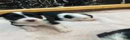 Border Collie dogs for sale: KC reg. Border Collie puppies!!! - Advert 6