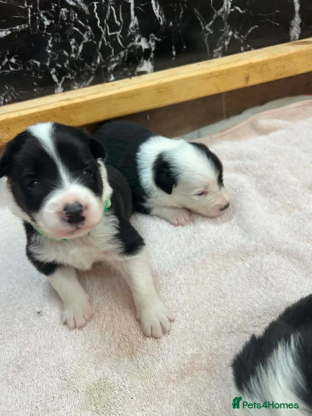 Border Collie dogs for sale: KC reg. Border Collie puppies!!! - Advert 6