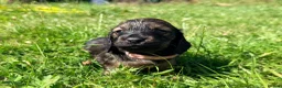 Miniature Dachshund dogs for sale: 5 Mini Smooth & 2 Mini Long Haired Dachshunds in Stoke-on-Trent - Advert 5