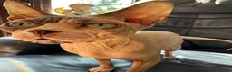 Sphynx cats for sale: Male sphynx will be 3 this November  - Advert 2