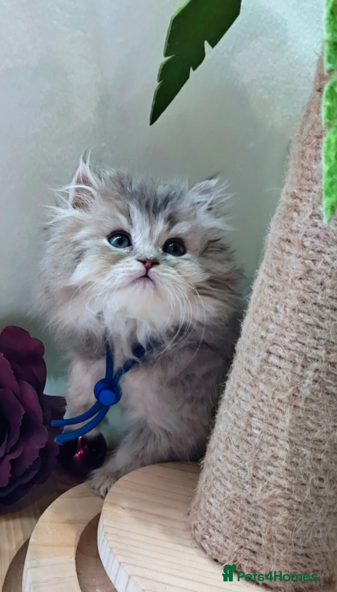 British Longhair cats for sale: British longhair boys  - Advert 1