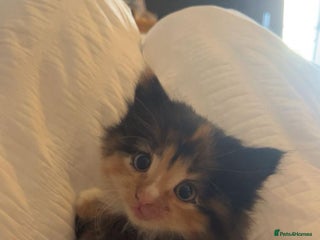 Mixed Breed cats Last little girl ready to go 🥰 - Advert 5