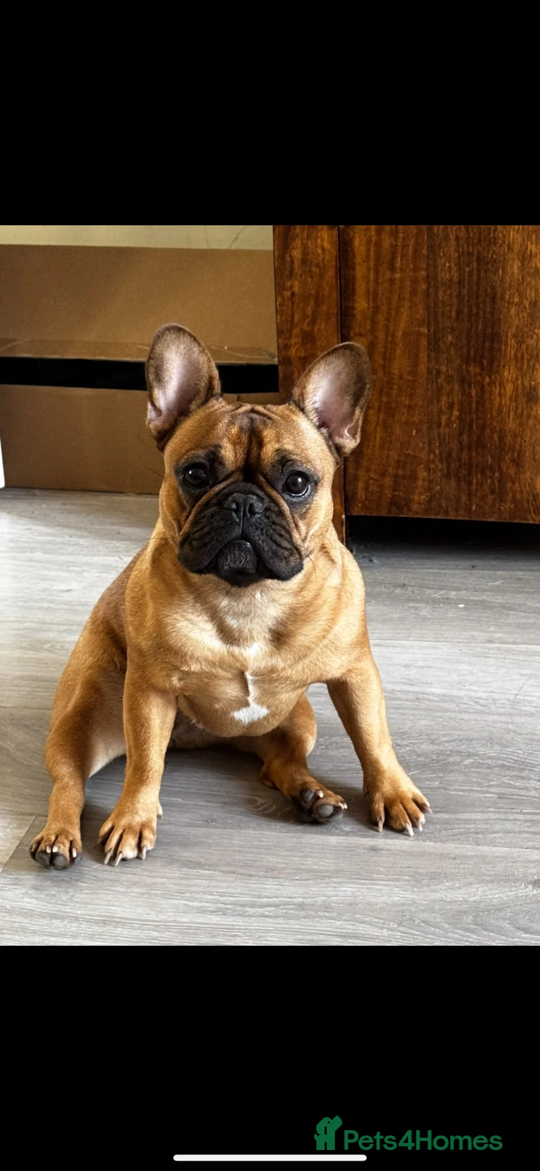 French Bulldog dogs for sale: Stunning KC reg standard litter available now in Sittingbourne - Advert 1