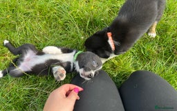 Border Collie dogs for sale: 4 border collie males looking for forever homes  - Image 9
