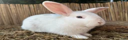 Mixed Breed rabbits for sale: Mixed lop (need homes this week) - Advert 6