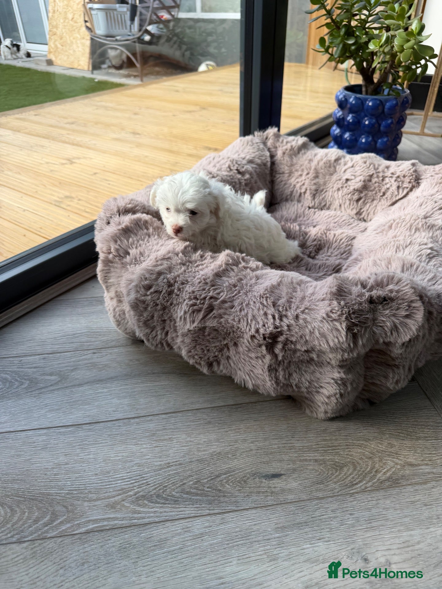Maltipoo dogs 🐾✨ ADORABLE MALTIPOO PUPPIES 🐾✨ - Advert 2