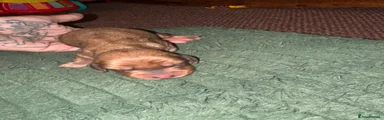 Dachshund 1