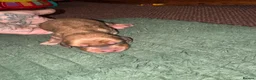 Dachshund dogs for sale: Long and short haired dachshund puppies available  - Advert 12