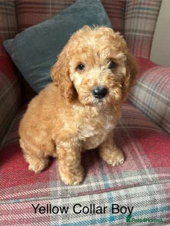 Cockapoo dogs - Advert 16