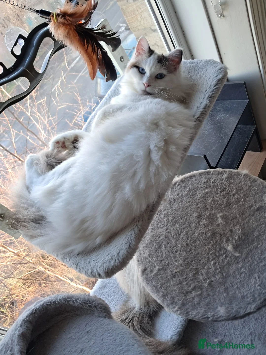 Ragdoll cats for sale: Rehome - Advert 1