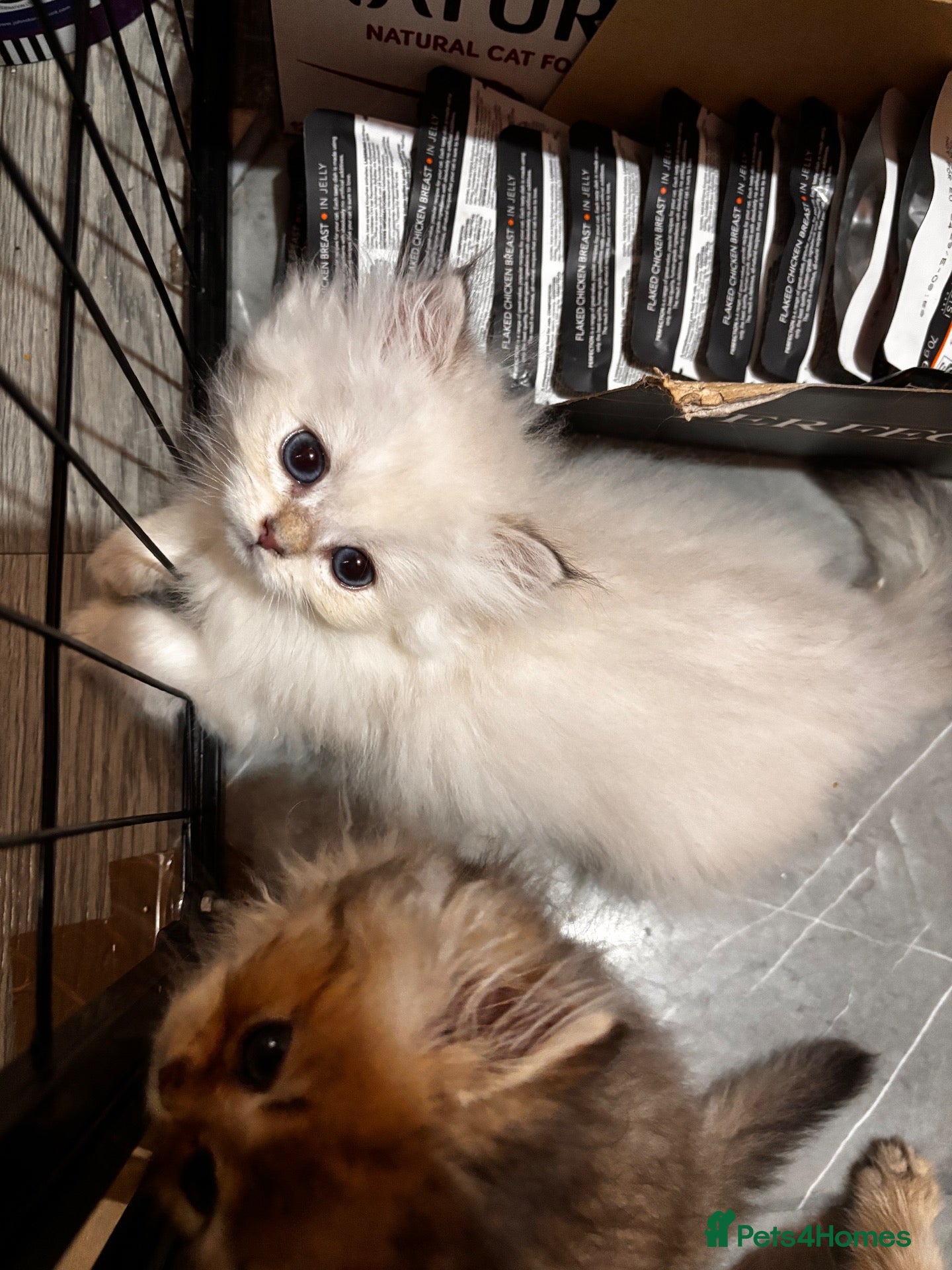 British Longhair cats British Longhair silver boy - Advert 8