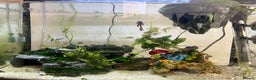 Tetras fish for sale: Aquarium with betta fish +2 neon tetras - Advert 1