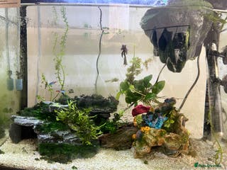 Tetras fish Aquarium with betta fish +2 neon tetras - Advert 5