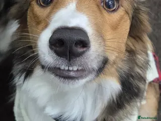 Border Collie dogs Beautiful MALE tri colour border collie pups - Advert 8