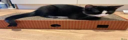 Domestic Shorthair cats for sale: 4 Beautiful Kittens Ready for their Forever Homes - Advert 29