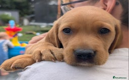 Labrador Retriever dogs for sale: Fox red Labrador 1 boy left  - Image 4