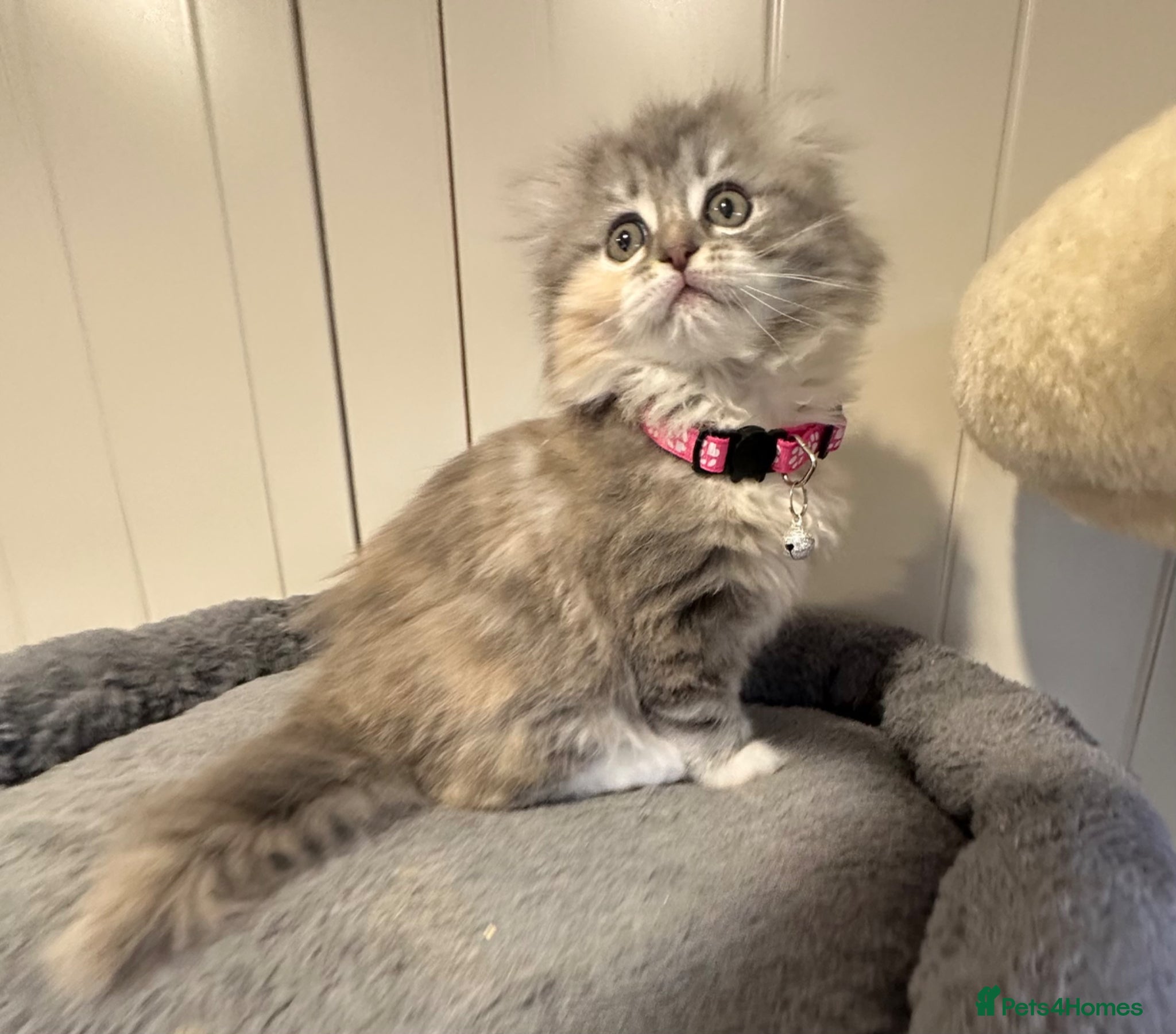 Scottish Fold cats Last Girl - Gorgeous Scottish Fold/Ragdoll  - Advert 2