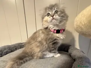 Scottish Fold cats Last Girl - Gorgeous Scottish Fold/Ragdoll - Advert 2