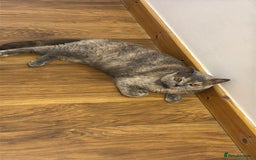 British Shorthair cats for sale: Unneutered British Shorthair cat - Image 1