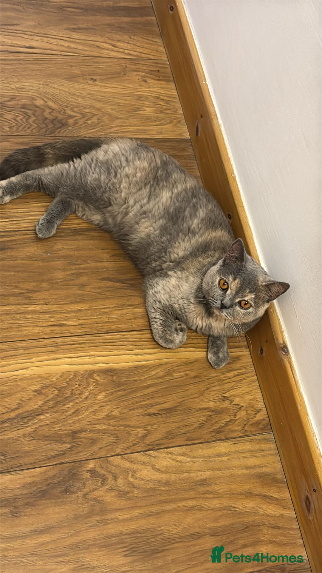 British Shorthair cats for sale: Unneutered British Shorthair cat - Image 1