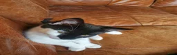 Domestic Shorthair cats for sale: 3 male and 1 female kittens born 15/2/26 in Worthing - Advert 6