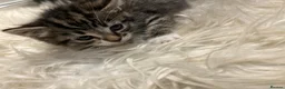 Mixed Breed cats for sale: Female Tabby/brit blue kittens  - Advert 7