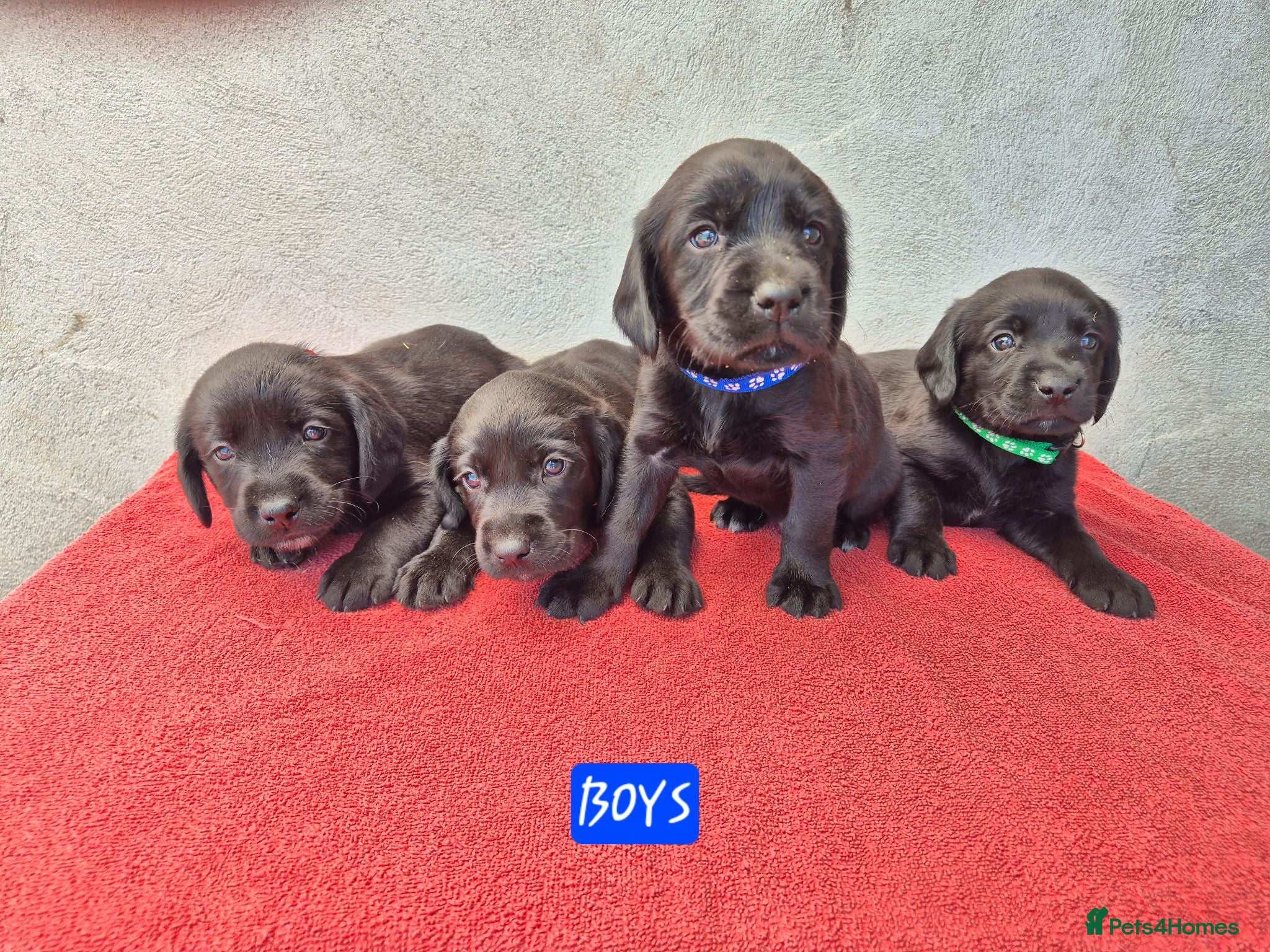 Springador dogs Springador Puppies - Advert 1