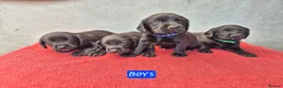 Springador dogs for sale: Springador Puppies - Advert 1