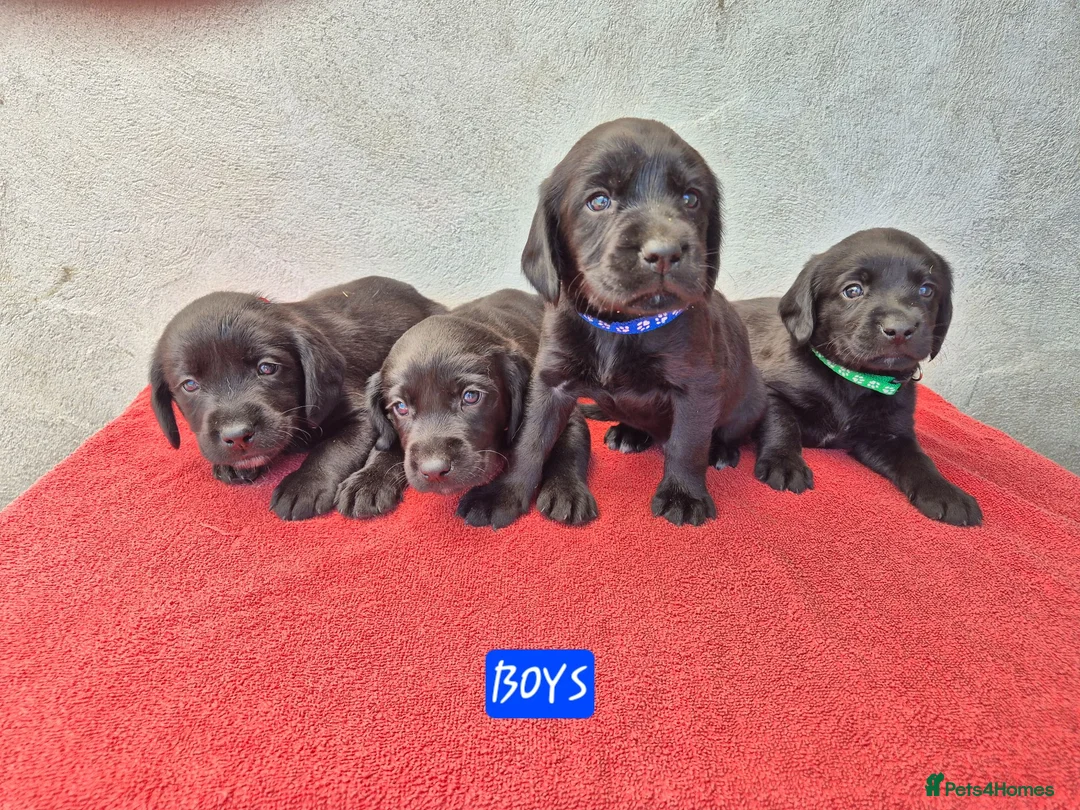 Springador dogs for sale: Springador Puppies - Advert 1