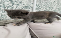British Shorthair cats for sale: British Shorthair kittens girls - Image 8