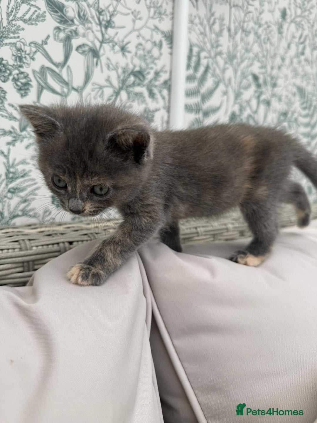 British Shorthair cats for sale: British Shorthair kittens girls - Image 8