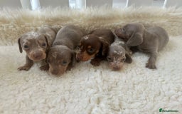 Miniature Dachshund dogs for sale: Miniature Dachshund Puppies ONE LEFT - Image 26