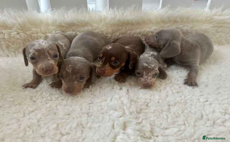 Miniature Dachshund dogs - Advert 2