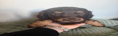 Michael