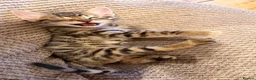 Mixed Breed cats for sale: Gorgeous mixed Bengal kittens - Advert 12
