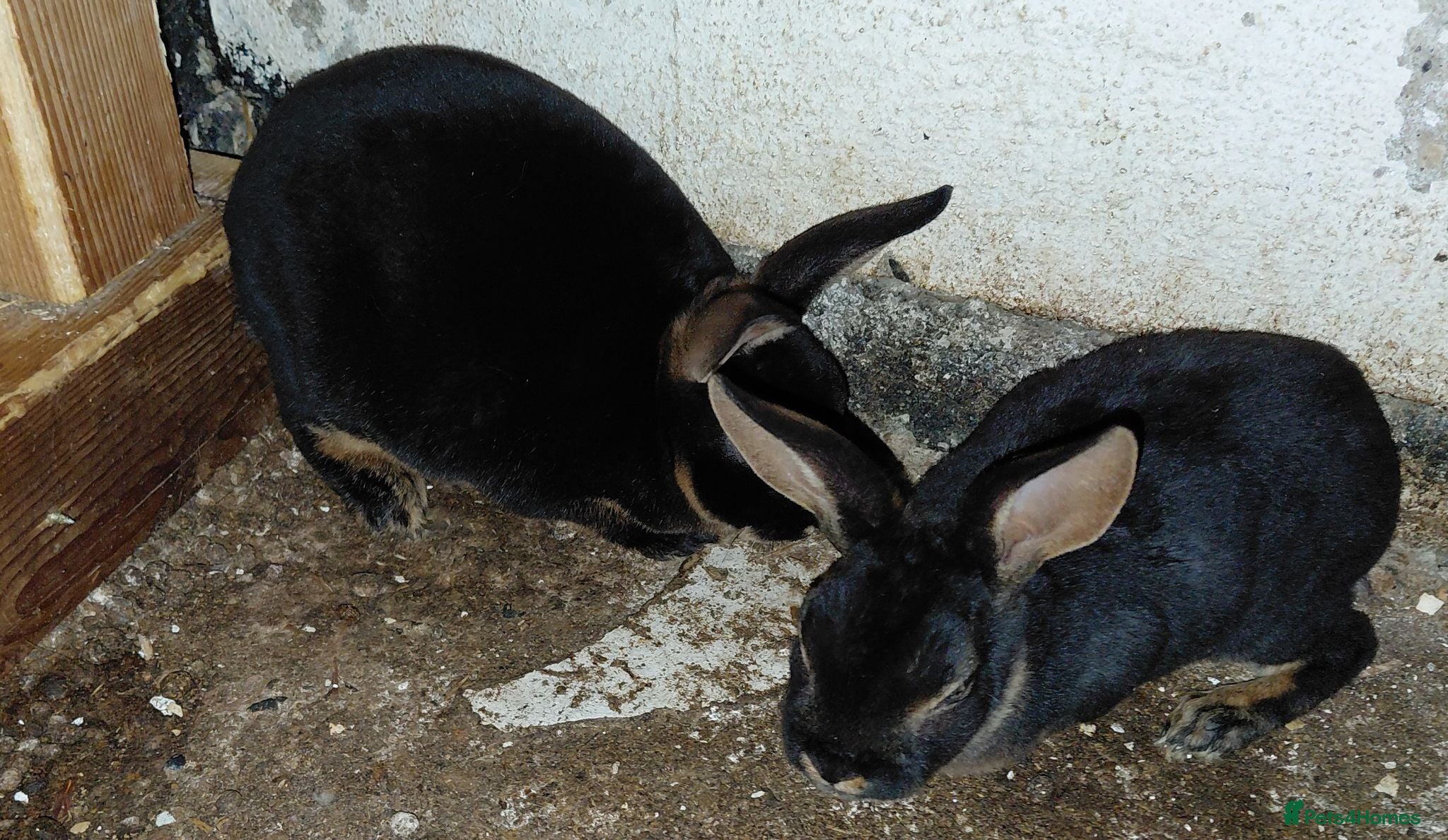 Rex rabbits Mini rex black otter - Advert 10