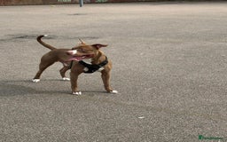 Staffordshire Bull Terrier dogs for sale: Bruno, 17 months - Image 1